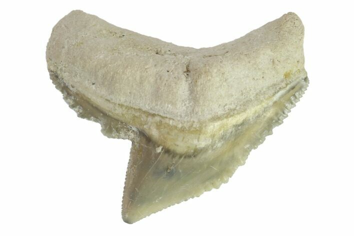 Fossil Tiger Shark Tooth - Bone Valley, Florida #145162